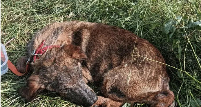 Cane senza microchip trovato a Don: si cerca il proprietario