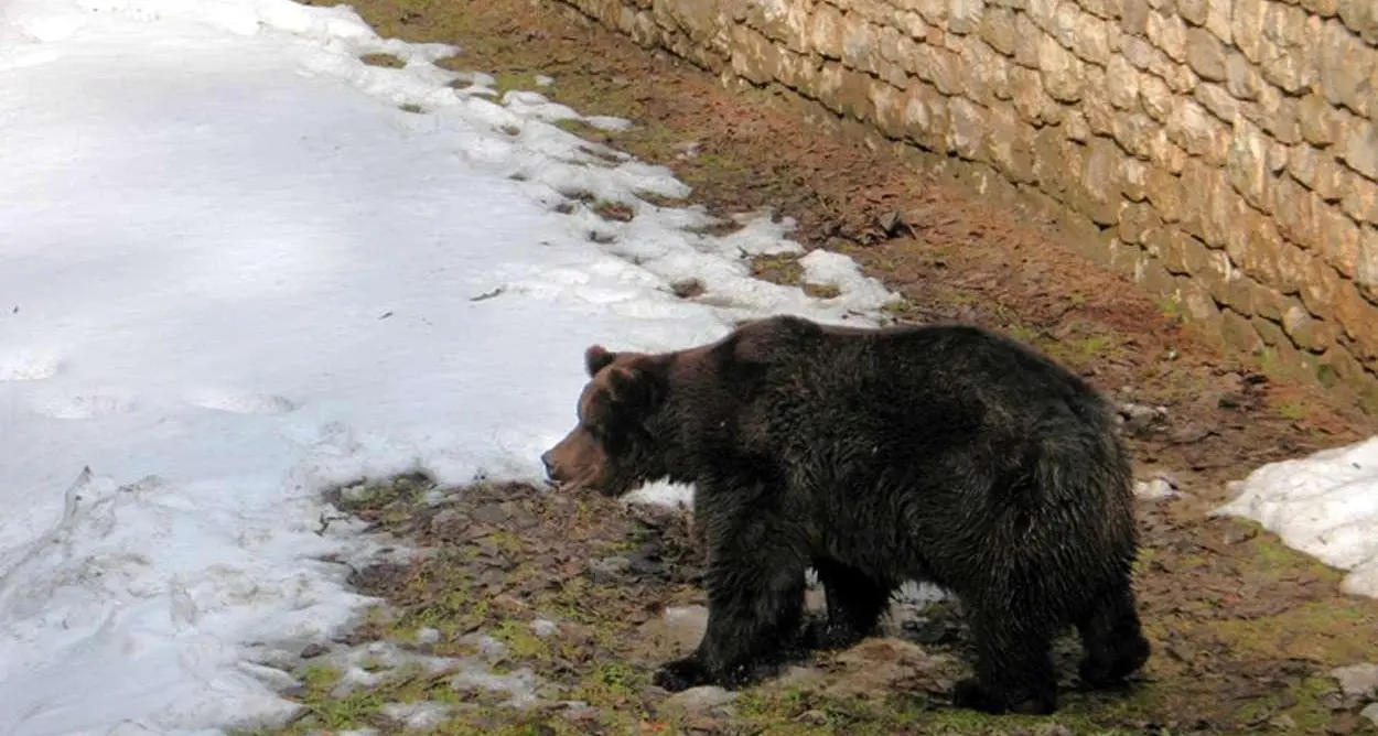 Il benessere dell'orso di San Romedio: Lucia Coppola (verdi) si appella a Diocesi e Provincia