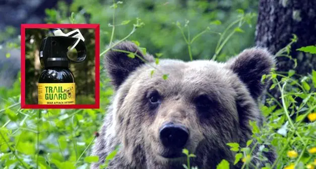Spray anti-orso anche ai residenti: c’è il via libera della Terza Commissione