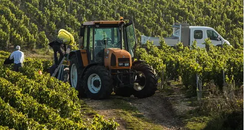 Il capo dell'azienda agricola non è \"giovane\": niente contributi provinciali