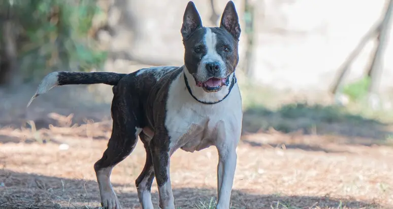 Ragazza azzannata dal cane al Tonale: condannato il proprietario dell'animale