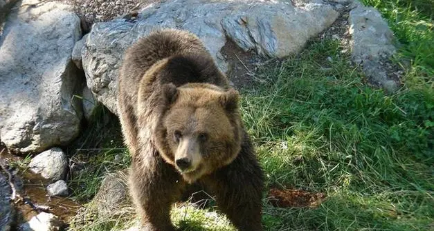 Trento, riaperta l'indagine sulla morte dell'orso M62 e di un cucciolo