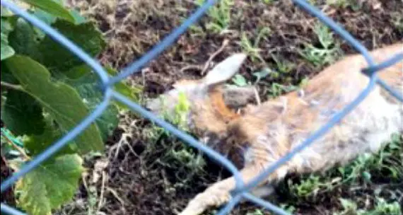 Laghel di Arco, cani lasciati liberi dai proprietari sterminano i caprioli e terrorizzano i passanti