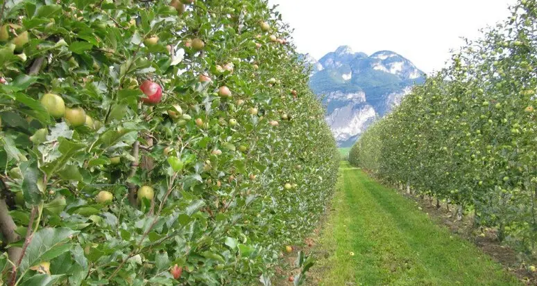 Parte la raccolta delle mele in Trentino: stagione favorevole, produzione in crescita