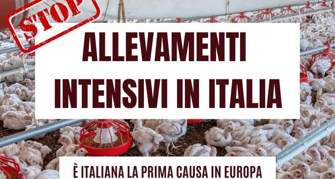 Forlì, prima causa in Italia ed Europa contro gli allevamenti intensivi