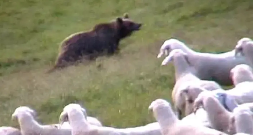 Attenti al lupo (e all'orso): tre altoatesini su quattro non li vogliono