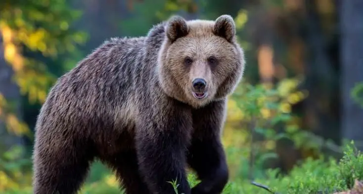 Orsa trovata morta in Val di Sole, Leal chiede chiarezza: “Si indaghi anche sull’ipotesi bracconaggio”