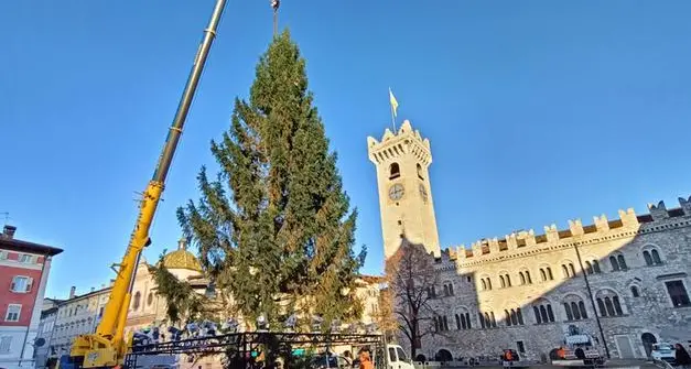 Alberi di Natale trasportati a Trento, lunedì limitazioni al traffico sulla strada del Bondone