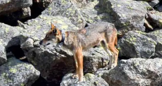 Val di Sole, la lupa Ludovica è sparita. Nessuna traccia da un mese e mezzo