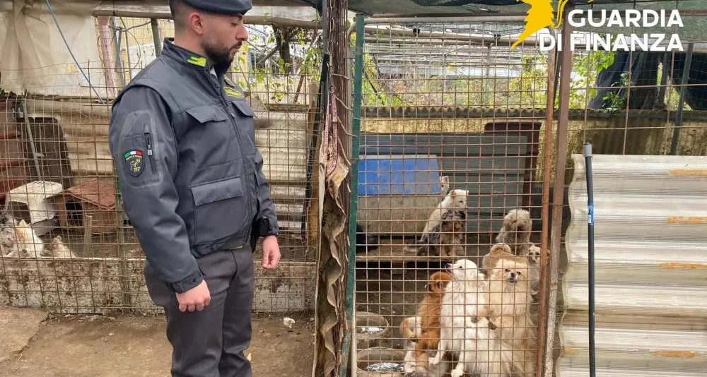 Cani di razza in gabbia: scoperto allevamento abusivo a Ercolano