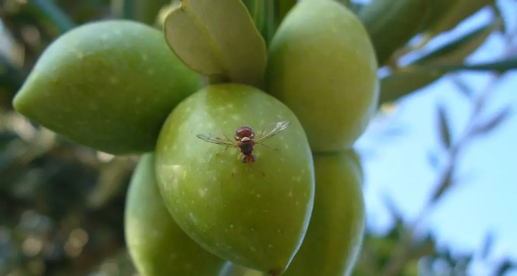 Olivicoltura, 150 produttori a confronto sulla mosca: vertice ad Arco