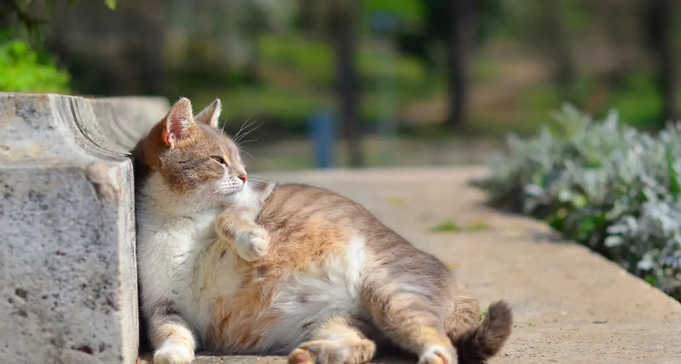 Cani e gatti domestici: ecco quando sterilizzarli