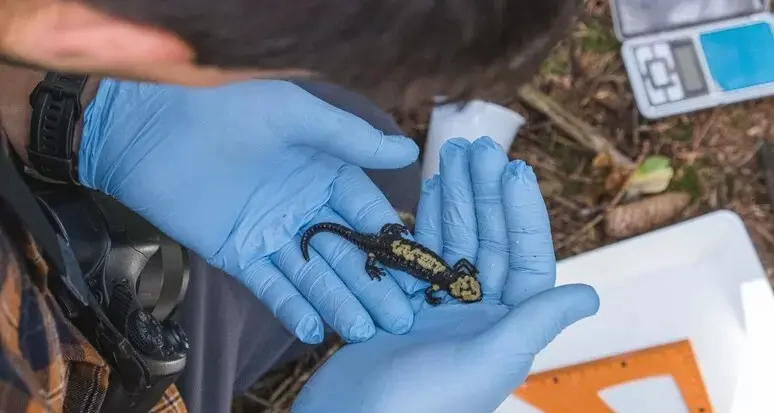 Salamandra rarissima trovata in Val di Sella: un cittadino avvisa il custode forestale