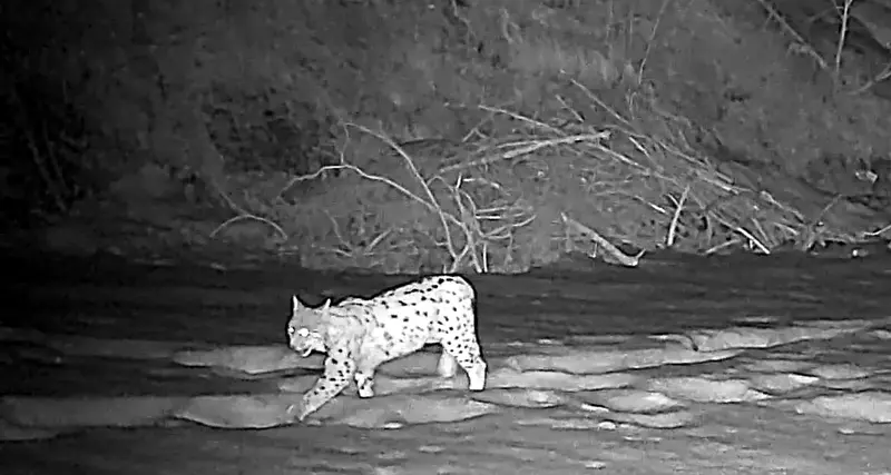 La lince riappare in Alto Adige: fotografata in Val Pusteria