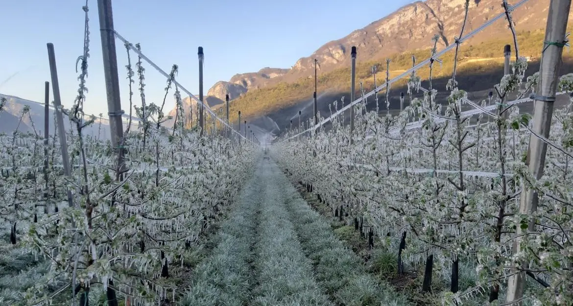 Temperature in picchiata e rischio gelate, avviso di Meteotrentino