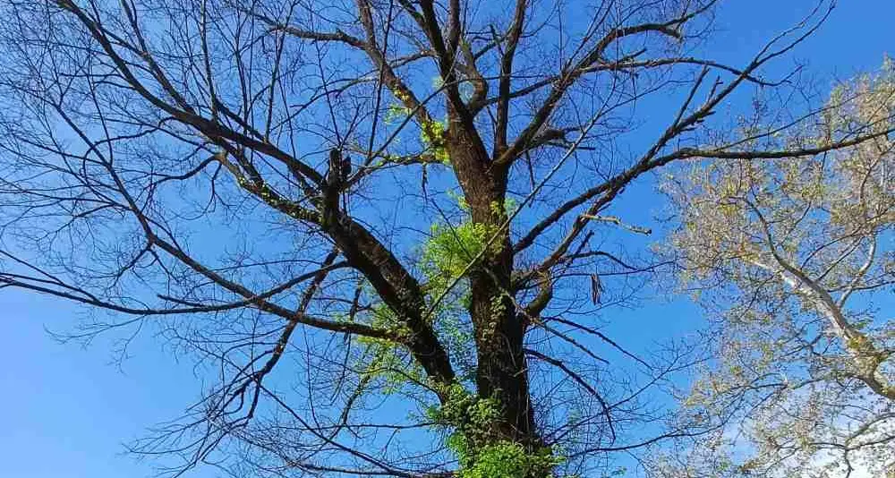 Alberi secchi o instabili, scattano cinque abbattimenti a Trento