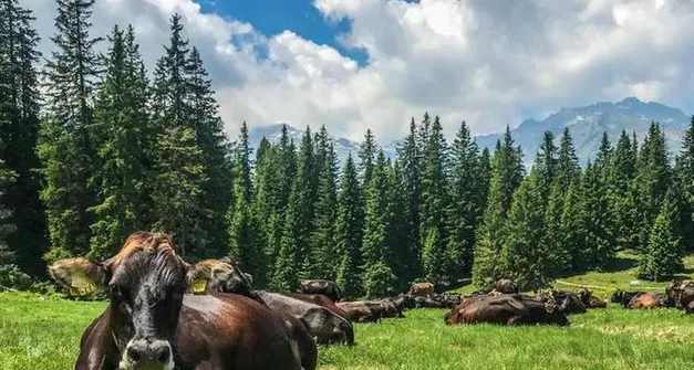 Dalla mungitura all’agriturismo: arriva il corso per gestire le malghe trentine