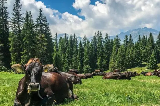 Dalla mungitura all’agriturismo: arriva il corso per gestire le malghe trentine