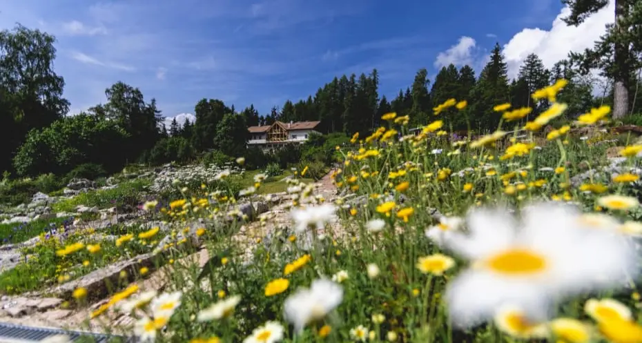 Fiori, telescopi e notti speciali: l’estate del Muse alle Viote
