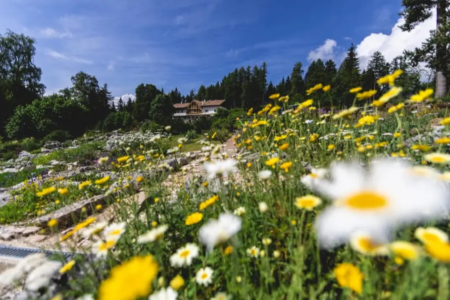 Fiori, telescopi e notti speciali: l’estate del Muse alle Viote