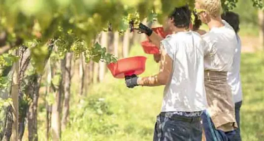 Campi pronti per l’estate: in Trentino servono 25 mila stagionali
