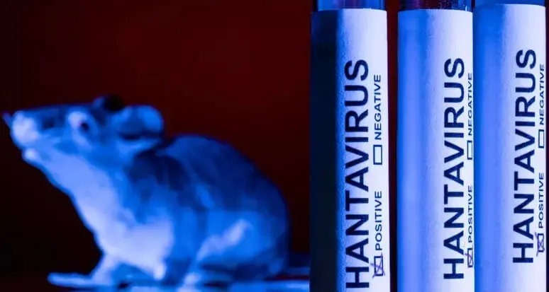 Hantavirus, lo studio di Fbk e Istituto superiore della sanità: improbabile un grande focolaio