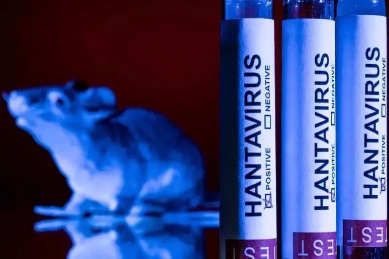 Hantavirus, lo studio di Fbk e Istituto superiore della sanità: improbabile un grande focolaio