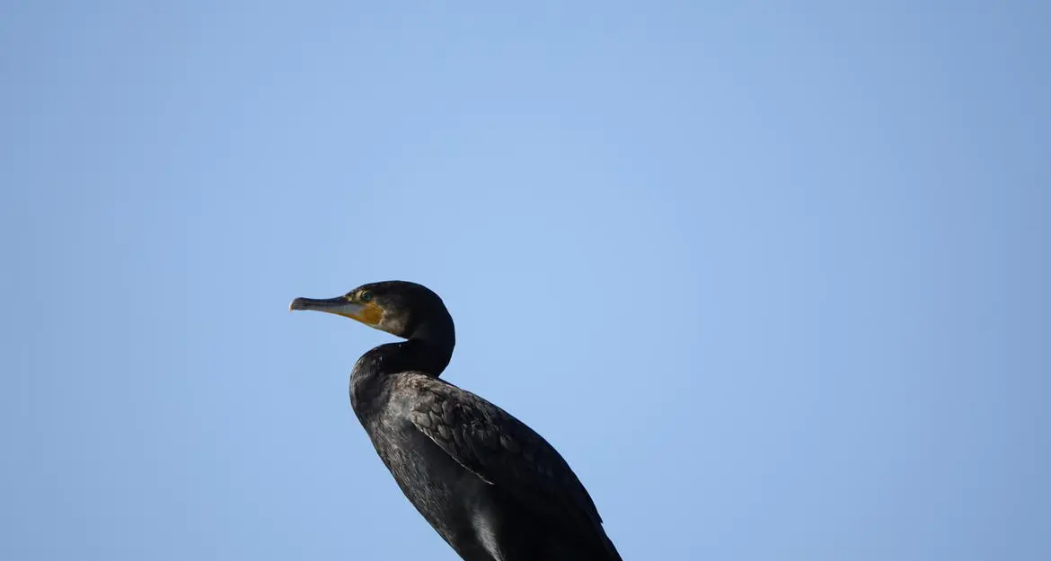 Cormorano, quasi 300 cacciatori ai corsi per il controllo della specie