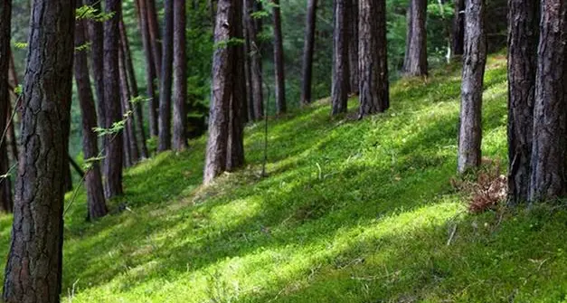 Foreste, Trentino ai vertici d’Italia: Ledro e Vignola-Falesina tra i comuni più verdi
