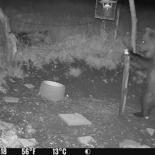 Identificato l'orso avvistato nel Vicentino, è un giovane maschio trentino