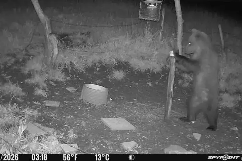 Identificato l'orso avvistato nel Vicentino, è un giovane maschio trentino