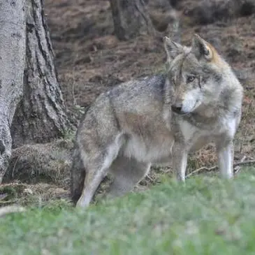 Lupo trovato morto in Lessinia, si indaga su un possibile avvelenamento