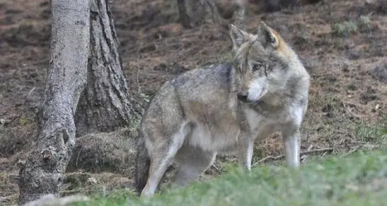 Lupo trovato morto in Lessinia, si indaga su un possibile avvelenamento