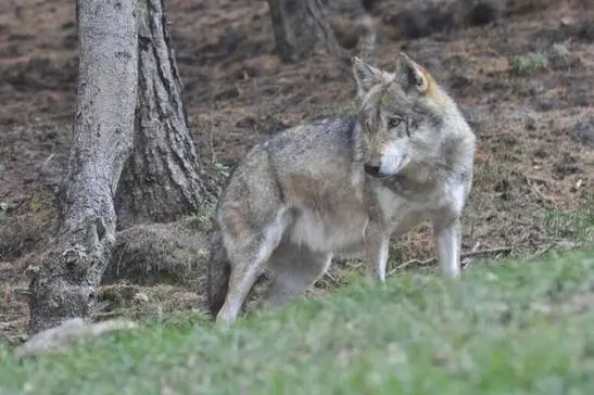 Lupo trovato morto in Lessinia, si indaga su un possibile avvelenamento