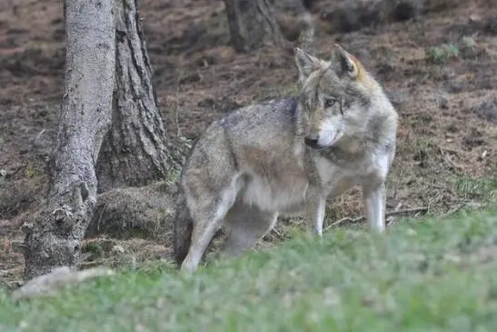 Lupo trovato morto in Lessinia, si indaga su un possibile avvelenamento