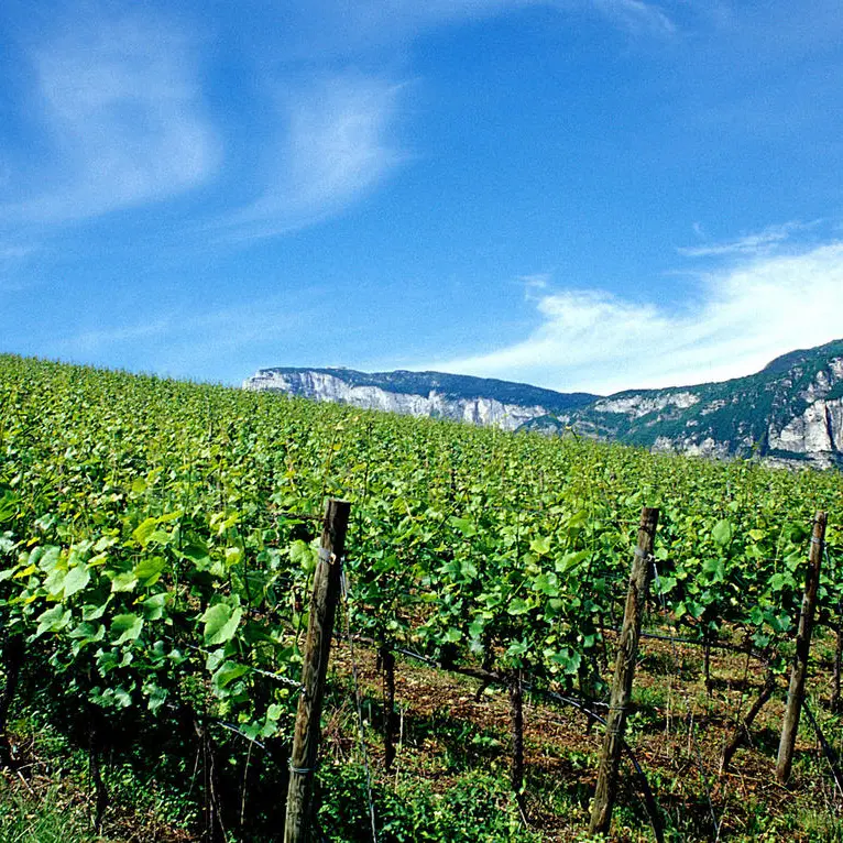 Viticoltura: bando da 1,45 milioni per rinnovare i vigneti in Trentino