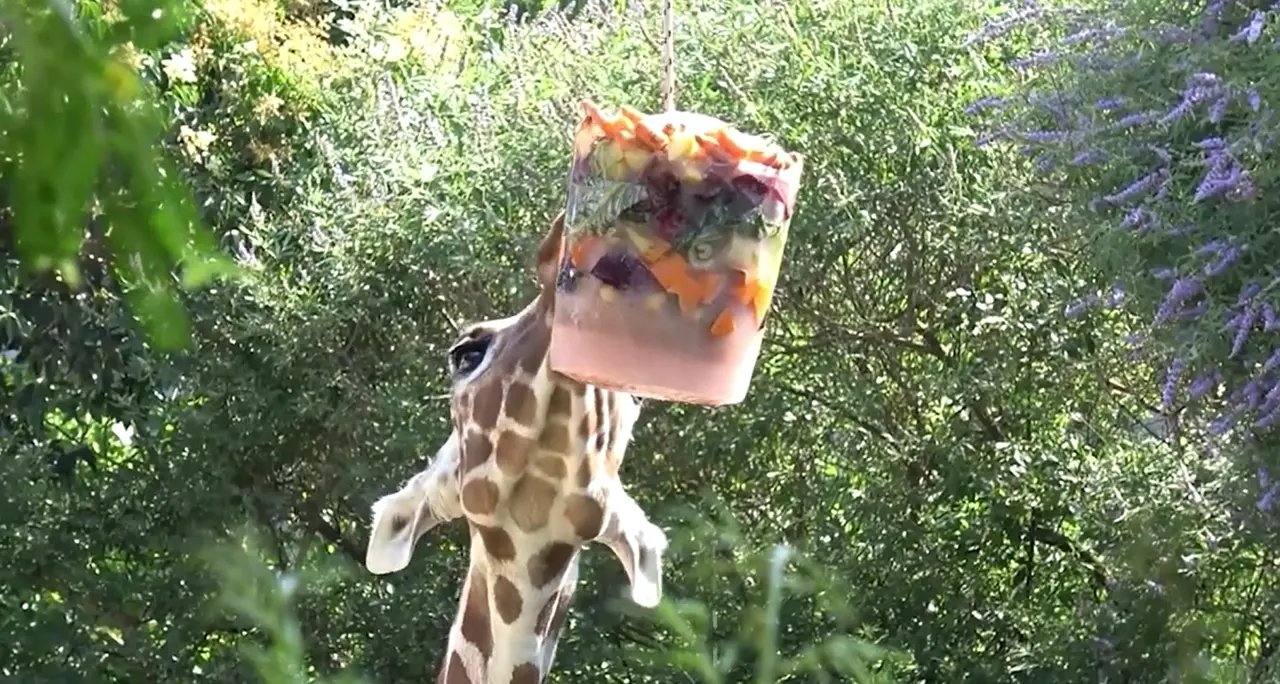 Caldo, al Bioparco di Roma ghiaccioli e piscine per aiutare gli animali