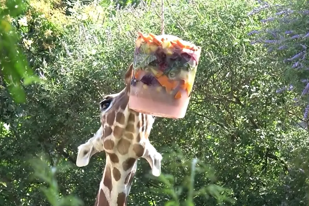 Caldo, al Bioparco di Roma ghiaccioli e piscine per aiutare gli animali