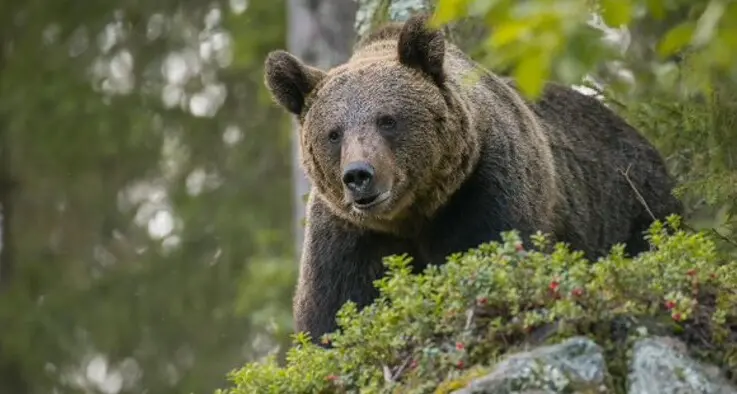 Nuovo incontro con un’orsa e i suoi cuccioli: “falso attacco” sui sentieri
