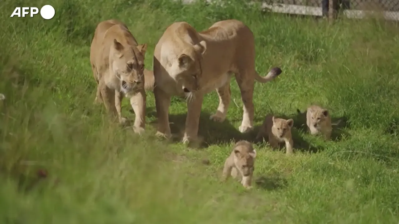 Norvegia, cuccioli di leone muovono i primi passi all'aperto allo zoo di Kristiansand
