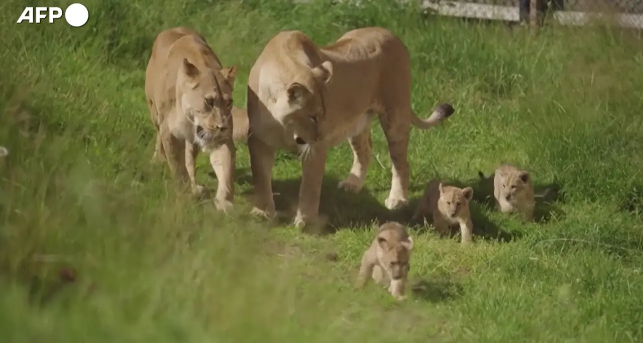 Norvegia, cuccioli di leone muovono i primi passi all'aperto allo zoo di Kristiansand