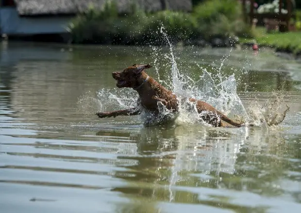 Squadra speciale di cani da salvataggio sul lago di Caldonazzo