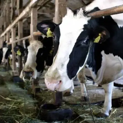 Una mucca attacca un gruppo di escursionisti ad Anterselva: tre feriti