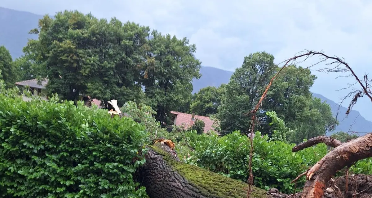 Violenti temporali in Alto Adige: alberi sradicati e allagamenti
