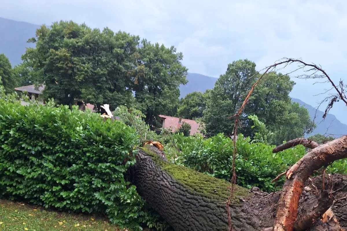 Violenti temporali in Alto Adige: alberi sradicati e allagamenti
