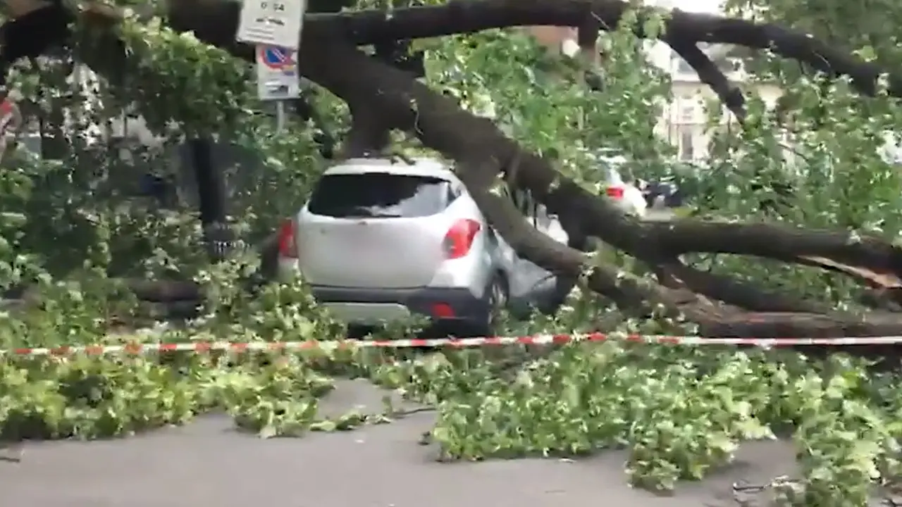 Maltempo a Milano, albero cade in piazzale Libia: nessun ferito