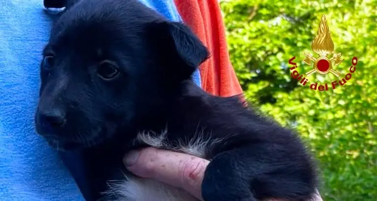 Due cuccioli abbandonati in un pozzetto: il salvataggio dei Vigili del Fuoco
