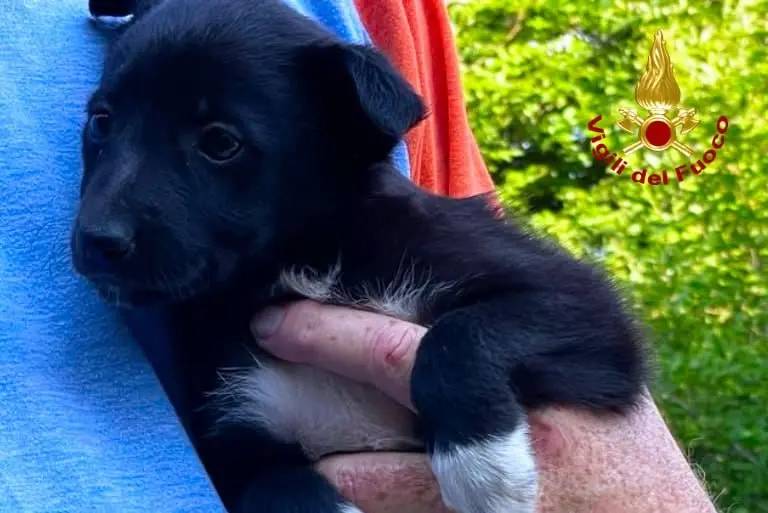 Due cuccioli abbandonati in un pozzetto: il salvataggio dei Vigili del Fuoco