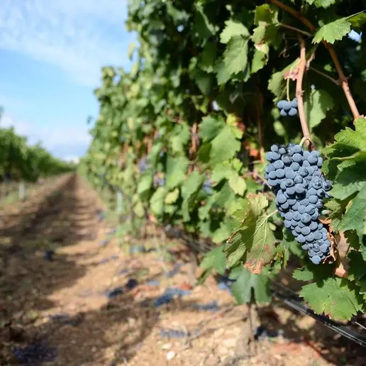 Caporalato nei vigneti del Trentino, arrestato presunto caporale: botte e minacce ai braccianti