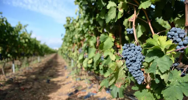 Caporalato nei vigneti del Trentino, arrestato presunto caporale: botte e minacce ai braccianti